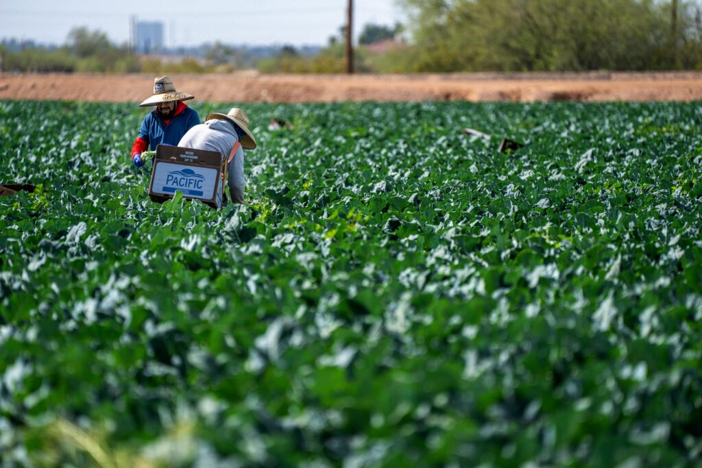 Farm worker jobs in USA harvesting vegetables in agricultural field