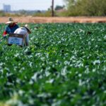 Farm worker jobs in USA harvesting vegetables in agricultural field