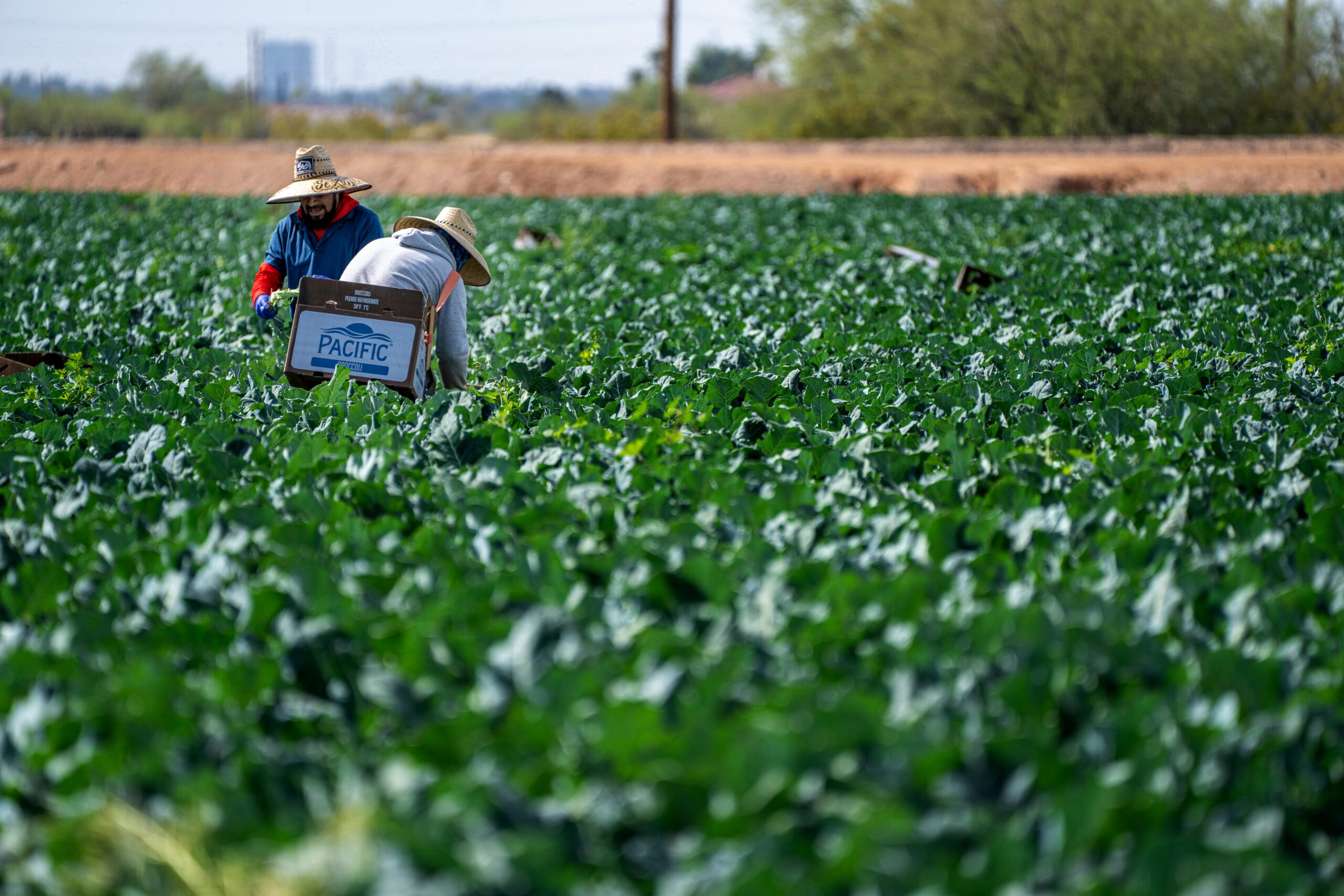 Farm worker jobs in USA harvesting vegetables in agricultural field